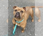 Small #14 American Bulldog Mix