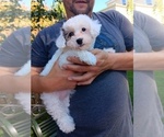 Small Photo #1 Maltipoo Puppy For Sale in BRISTOL, PA, USA