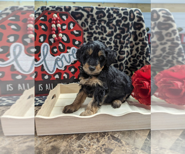 Medium Photo #1 Bernedoodle (Miniature) Puppy For Sale in SPARTA, MO, USA