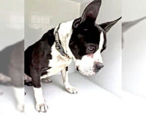 American Pit Bull Terrier-Unknown Mix Dogs for adoption in Houston, TX, USA