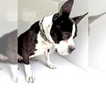 Small American Pit Bull Terrier Mix