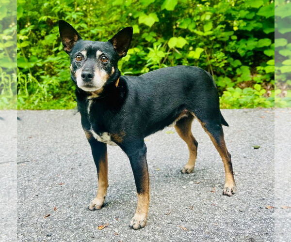 Medium Photo #1 Mutt Puppy For Sale in Clarkesville, GA, USA