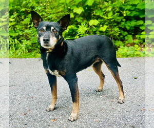 Mutt Dogs for adoption in Clarkesville, GA, USA