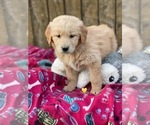 Small #14 Golden Retriever