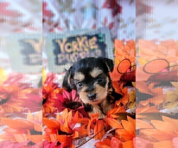 Medium Photo #88 Yorkshire Terrier Puppy For Sale in AKRON, OH, USA