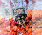 Small #5 Yorkshire Terrier