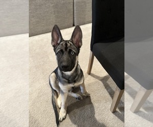 German Shepherd Dog-Siberian Husky Mix Puppy for sale in FREDERICKSBURG, VA, USA