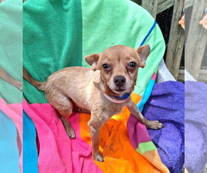 Azizo - Male Chihuahua-Unknown Mix Dog for Adoption - Photo #3