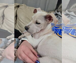 Mutt Dogs for adoption in Winter, WI, USA