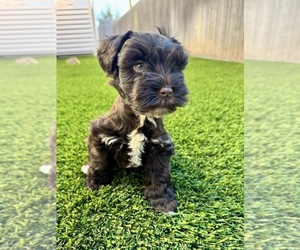 Schnauzer (Miniature) Puppy for sale in ODESSA, TX, USA