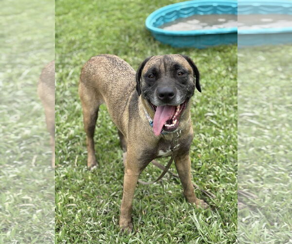 Medium Photo #5 Mutt Puppy For Sale in Virginia Beach, VA, USA