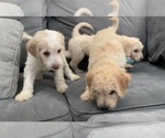 Small Photo #29 Goldendoodle Puppy For Sale in BATON ROUGE, LA, USA