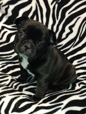 French Bulldog Puppy for sale in KNOB NOSTER, MO, USA