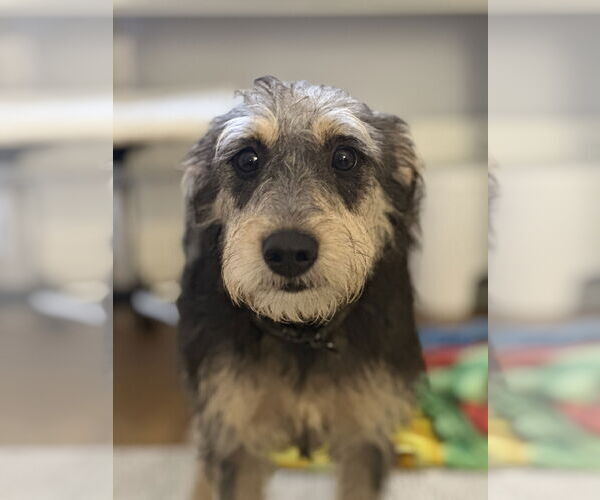 Medium Photo #3 Mutt Puppy For Sale in Morganville, NJ, USA
