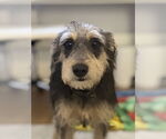 Small #2 Mutt