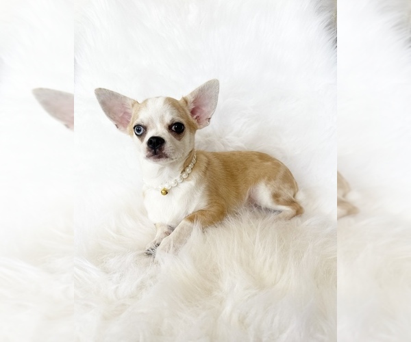 Medium Photo #7 Chihuahua Puppy For Sale in SACRAMENTO, CA, USA