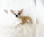 Small #6 Chihuahua