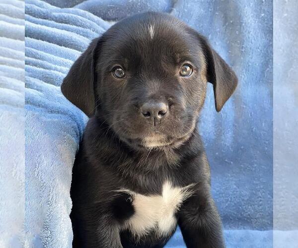 Medium Photo #1 Golden Labrador Puppy For Sale in San Diego, CA, USA