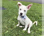 Small Siberian Husky Mix