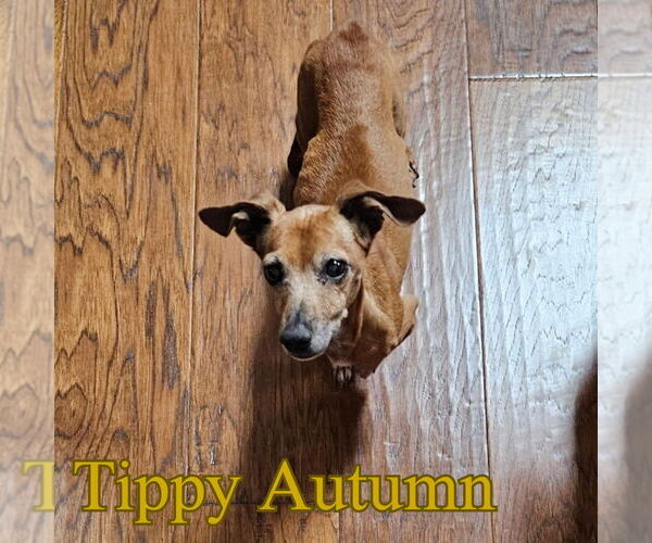 Medium Photo #12 Dachshund Puppy For Sale in San Antonio, TX, USA