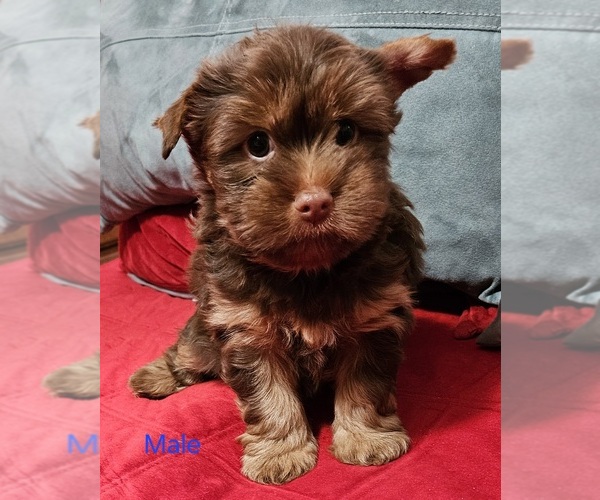 Medium Photo #10 Yorkshire Terrier Puppy For Sale in CONKLIN, NY, USA