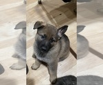 Small #3 German Shepherd Dog