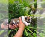 Small Photo #4 Bulldog Puppy For Sale in SAINT CLOUD, FL, USA