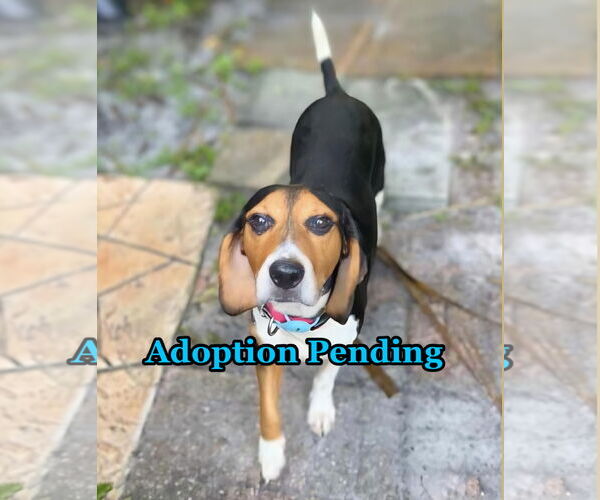 Medium Photo #1 Beagle Puppy For Sale in Dunnellon, FL, USA