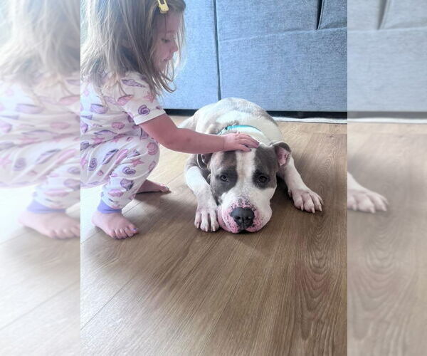 Medium Photo #4 American Pit Bull Terrier-American Staffordshire Terrier Mix Puppy For Sale in Atlanta, GA, USA