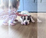 Small #3 American Pit Bull Terrier-American Staffordshire Terrier Mix