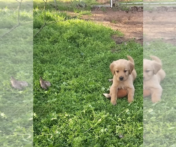 Medium Photo #5 Golden Retriever Puppy For Sale in SALISBURY, NC, USA