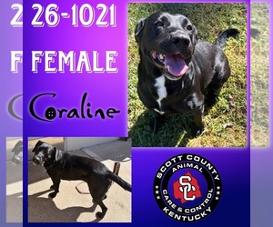 Labbe Dogs for adoption in Georgetown, KY, USA