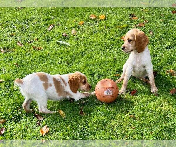 Medium Photo #5 Brittany Puppy For Sale in BERKSHIRE, NY, USA