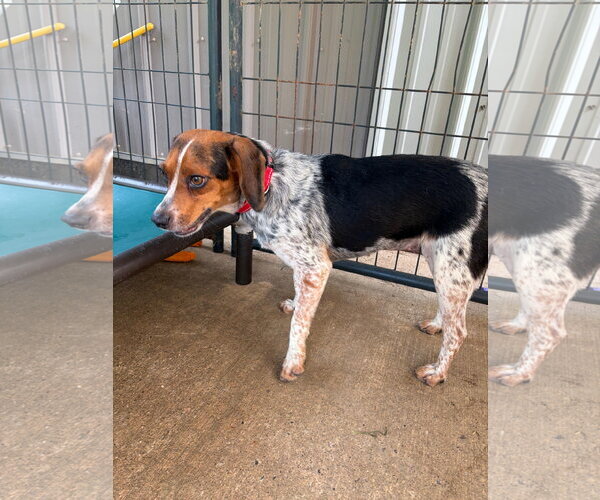 Medium Photo #5 Beagle-Unknown Mix Puppy For Sale in Rockaway, NJ, USA