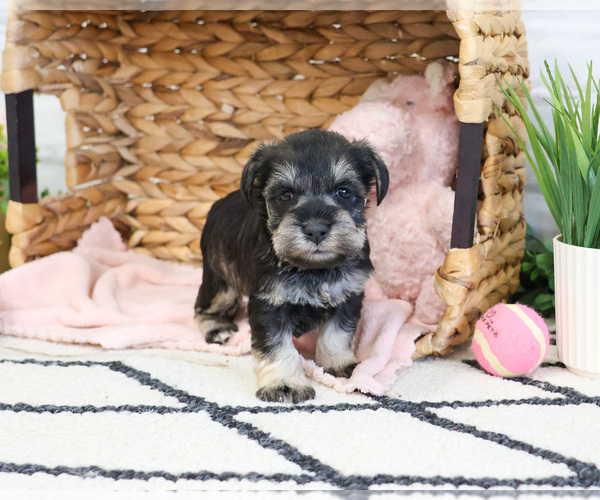 Medium Photo #3 Schnauzer (Miniature) Puppy For Sale in SYRACUSE, IN, USA