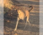 Small #3 Mutt