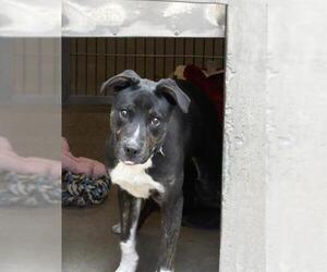 Mutt Dogs for adoption in Santa Cruz, CA, USA