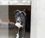 Small Mutt