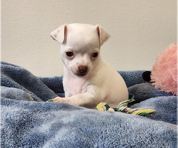 Medium Photo #6 Chihuahua Puppy For Sale in RUSTBURG, VA, USA