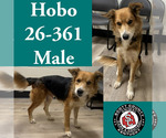 Small Collie Mix