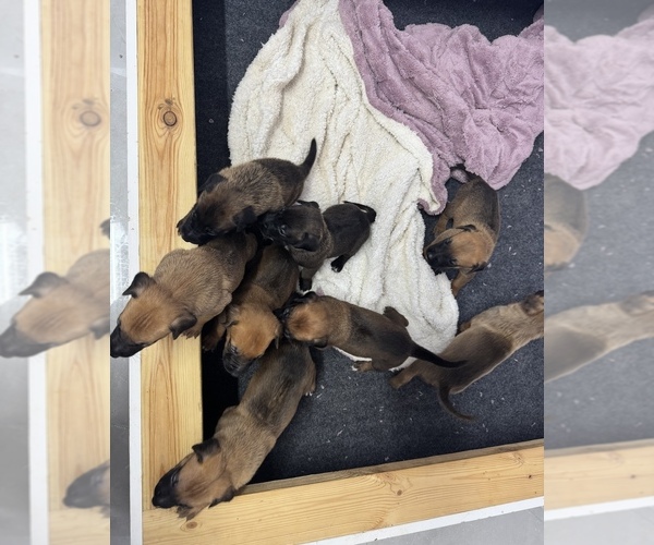Medium Photo #4 Belgian Malinois-Rhodesian Ridgeback Mix Puppy For Sale in LEHIGH ACRES, FL, USA