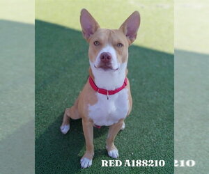 American Staffordshire Terrier Dogs for adoption in Pasadena, TX, USA