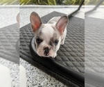 Small Photo #3 French Bulldog Puppy For Sale in PORT SAINT LUCIE, FL, USA