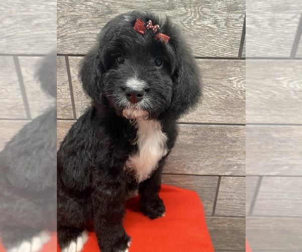 Medium Photo #4 Bernedoodle Puppy For Sale in RICHMOND, IL, USA