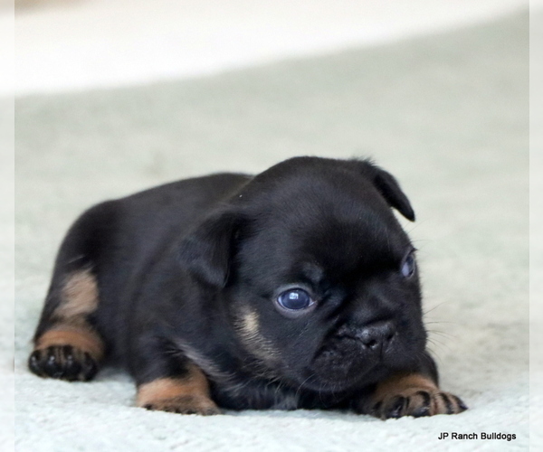 Medium Photo #1 French Bulldog Puppy For Sale in WINNSBORO, TX, USA