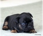 Puppy Max French Bulldog