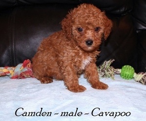 Cavapoo Puppy for sale in CLARKRANGE, TN, USA