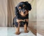 Small Photo #17 Cavalier King Charles Spaniel-Miniature Australian Shepherd Mix Puppy For Sale in GILBERT, AZ, USA