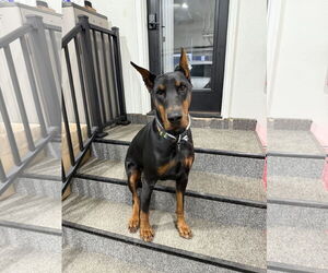 Doberman Pinscher Dogs for adoption in Buffalo, MN, USA