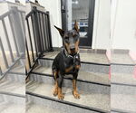 Small Photo #1 Doberman Pinscher Puppy For Sale in Buffalo, MN, USA